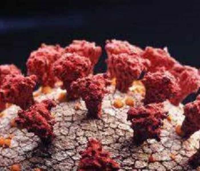 秒懂教程“微信牛牛群房卡”房卡获取方式