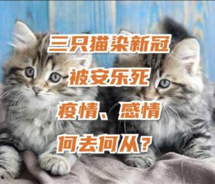 【三只猫阳性安乐死,3只阳性猫安乐死】