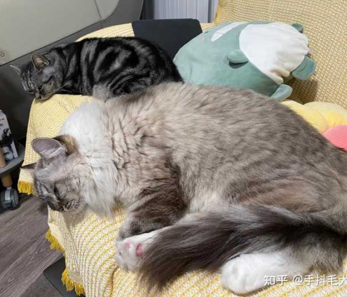 【三只猫阳性安乐死,3只阳性猫安乐死】