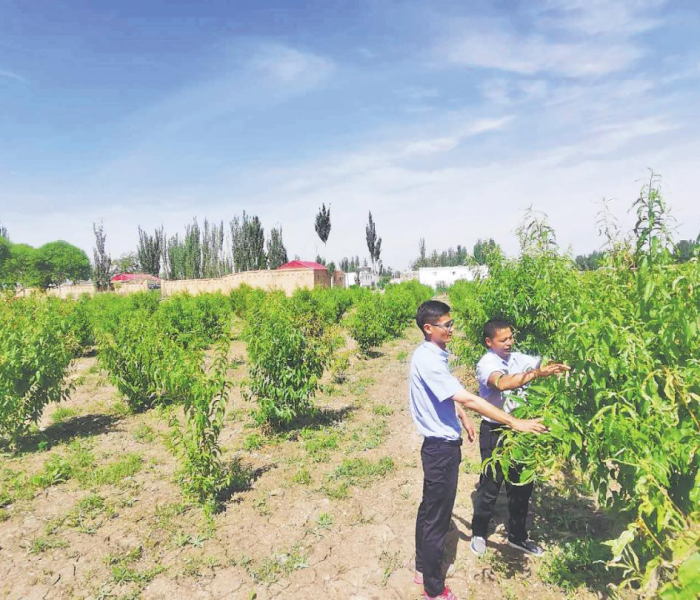 喀什疏勒县最新疫情情况:喀什疏勒县图片