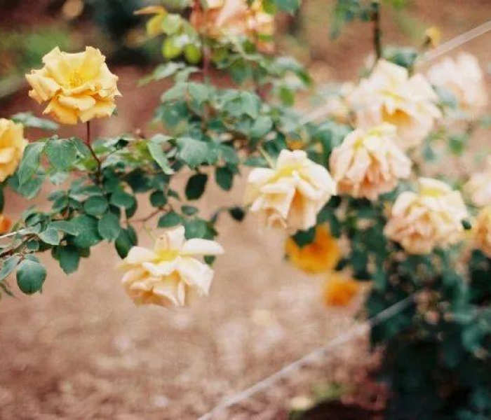 立春之谜，2022年立春究竟是哪一天？揭开节气背后的科学与文化密码