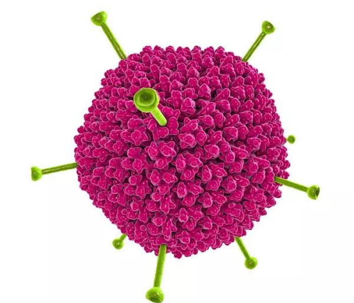 【近期出现的病毒叫什么,近期出现的病毒叫什么吃什么药】