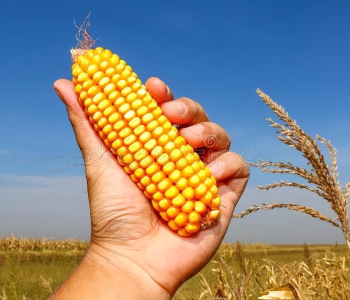 美国累计确诊超2900万(美国累计确诊超3000万) 美国累计确诊超2900万(美国累计确诊超3000万)