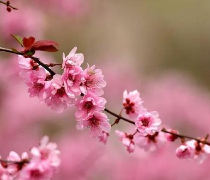 【疫情沈阳大爷买鸡架,沈阳鸡架大爷传染多少人】