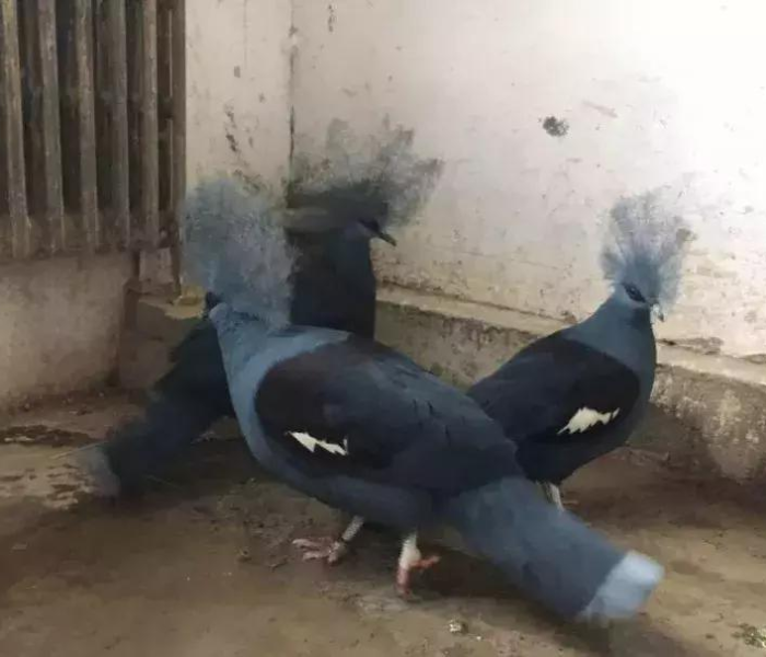 新疆今天新增/新疆今日新增