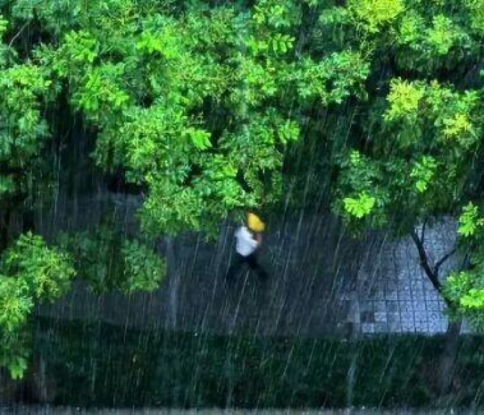 【折柳送别视频/折柳送别图】