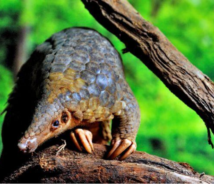 【新冠病毒毒株有几类/新冠病毒毒株有几类病毒】