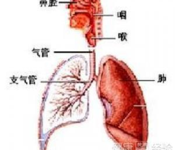 【合肥病毒性肺炎/合肥 病毒】