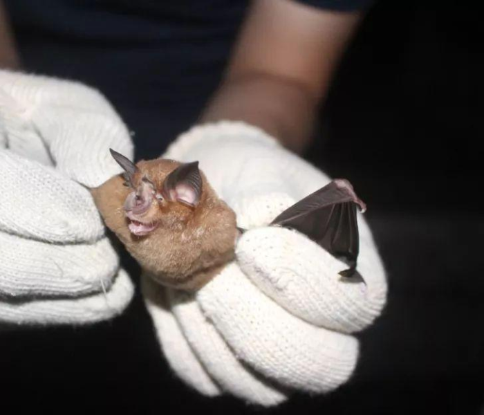 青海病毒感染（青海有感染病毒的吗）