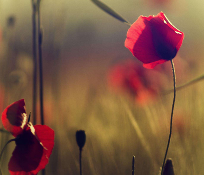 沈阳市公安局新浪微博(沈阳市公安局新浪微博新闻) 沈阳市公安局新浪微博(沈阳市公安局新浪微博新闻)