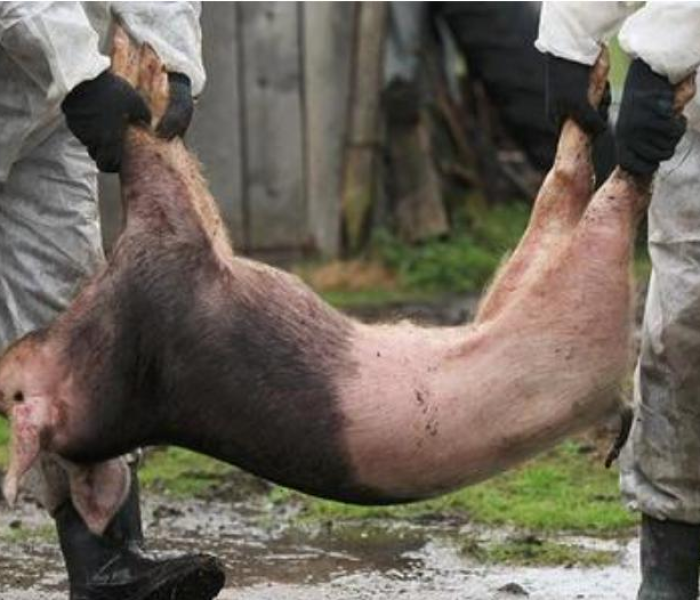 病例11次检测呈阳性/检测11次才确诊为阳性