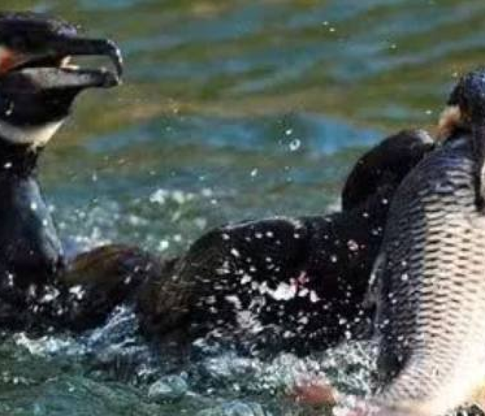 混水摸鱼什么生肖最好/混水摸鱼指什么动物