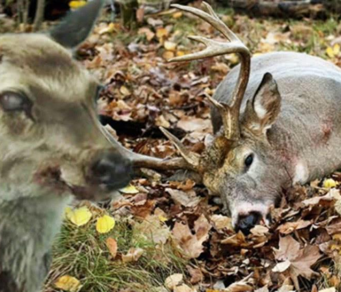 喀什新增无症状感染者116例是哪里的:喀什新增无症状病例