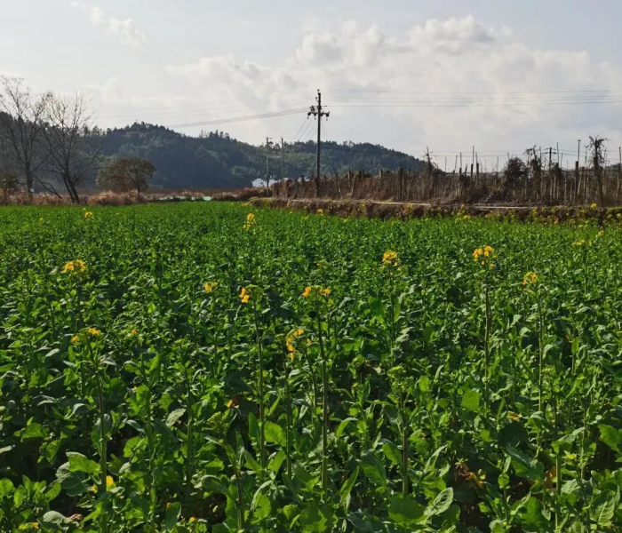 2021清明节放几天假?2021清明节放几天假