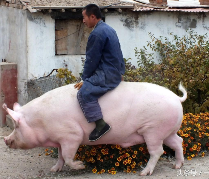 一分钟实测分享“微信炸 金花怎样建房间”获取房卡教程-哔哩哔哩