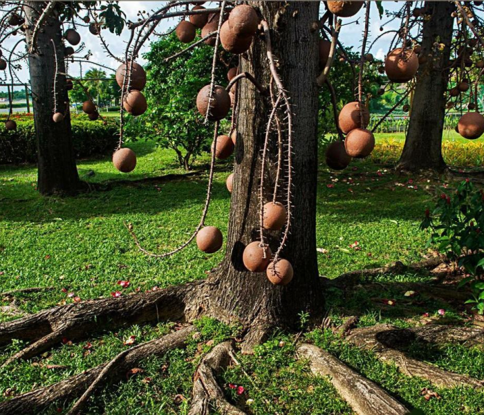 病毒变异周期（病毒变异周期是多久）