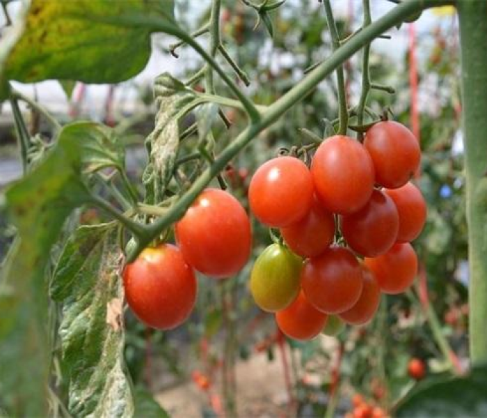 圣女果常见病（圣女果常见病害图谱）