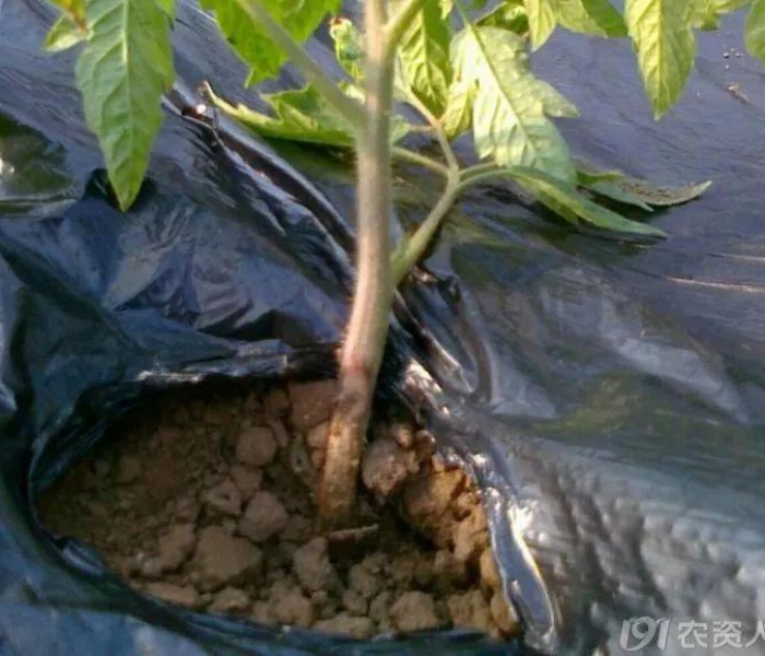 圣女果常见病（圣女果常见病害图谱）