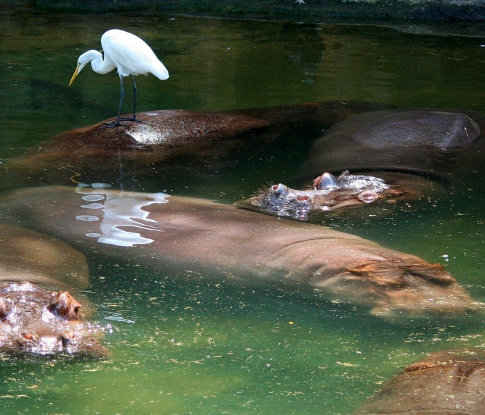 【手机qq游戏图标在哪/游戏图标怎么在桌面看不到】
