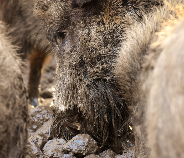 【真野猪套和传承套,真野猪套属性】