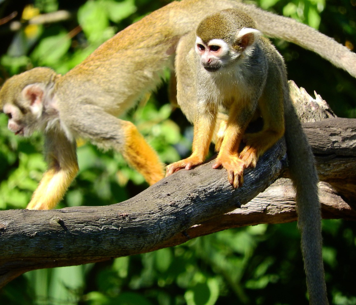 变异新冠病毒 广州/变异新冠 广州