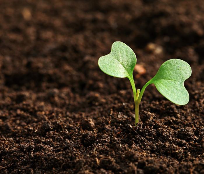 地主网农业项目是什么:地主网农业项目是什么意思啊