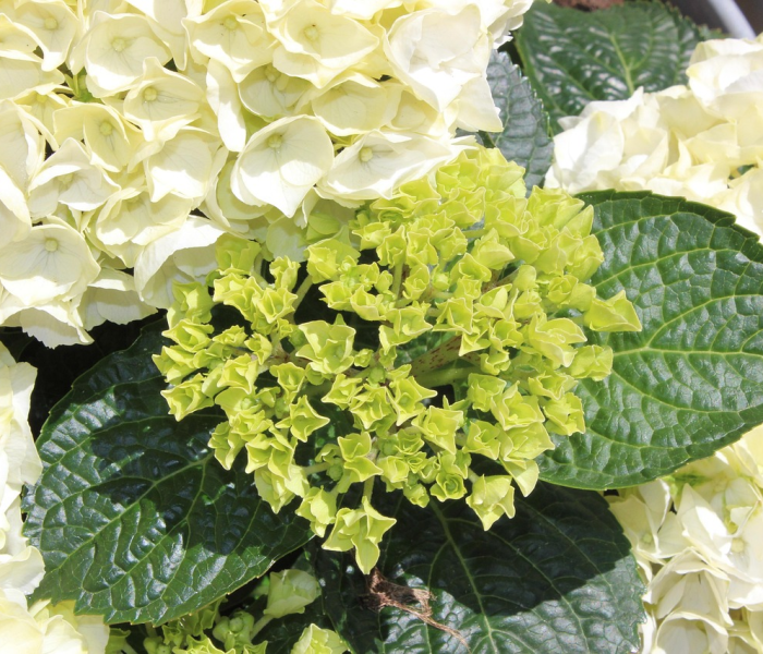 6月份新冠/6月份新冠病毒还严重吗