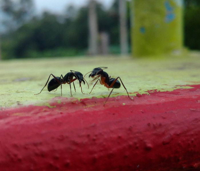 【俗语不撞南墙不回头蚂蚁庄园,俗语不撞南墙不回头中的南墙蚂蚁庄园】 【俗语不撞南墙不回头蚂蚁庄园,俗语不撞南墙不回头中的南墙蚂蚁庄园】