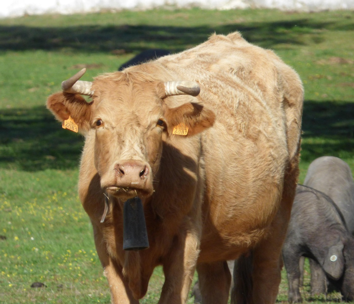 新型冠状病毒能吃羊肉牛肉吗(新冠疫情能吃牛羊肉吗) 新型冠状病毒能吃羊肉牛肉吗(新冠疫情能吃牛羊肉吗)