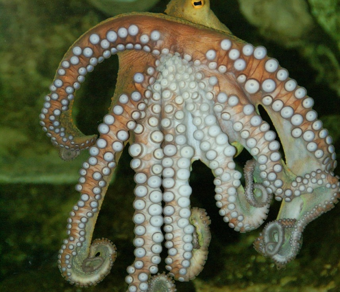 雷伊有几种超进化形态/雷伊进化史