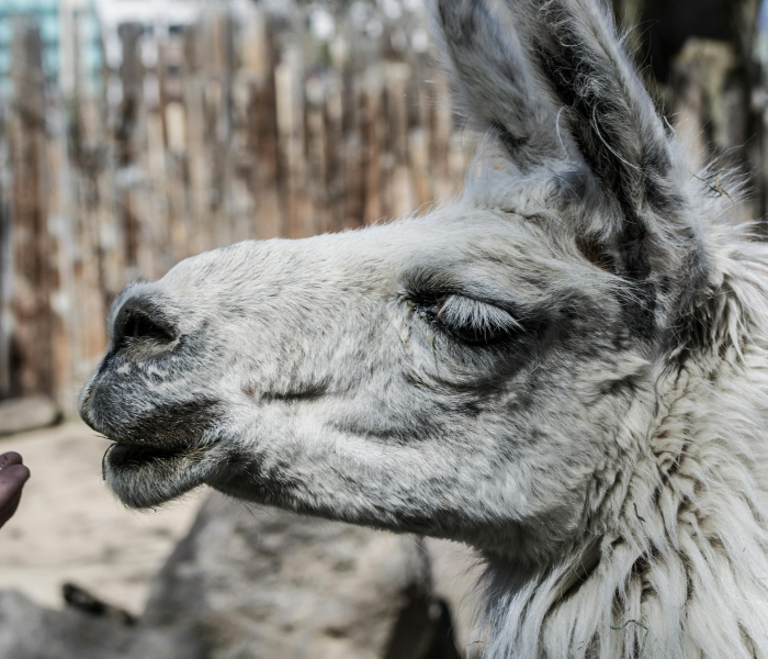 房卡全攻略“牛牛链接房卡创建房卡”详细房卡怎么购买教程