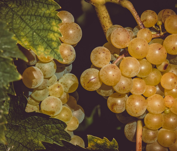 一分钟了解“在哪里买炸 金花房卡便宜点”房卡链接获取