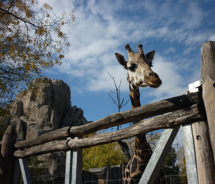 一分钟了解“牛魔王金花牛牛房卡”详细房卡教程