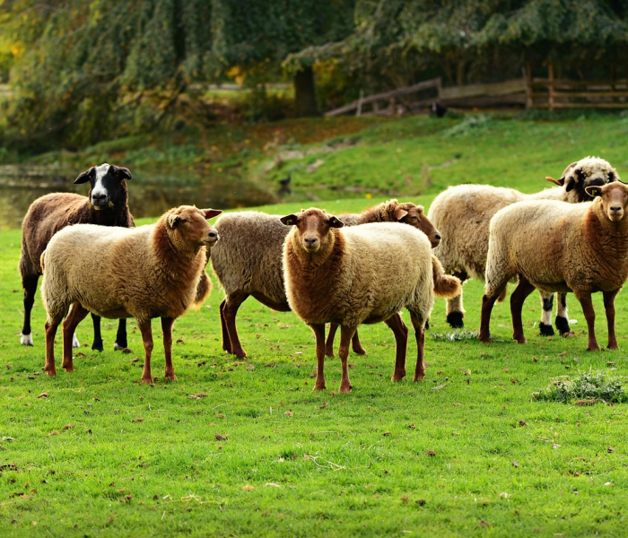 新冠病毒继续变异:新冠病毒继续变异的原因