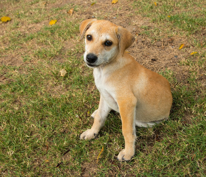 【兰州兽研所布病传播途径/兰州兽研所布病会传染吗】