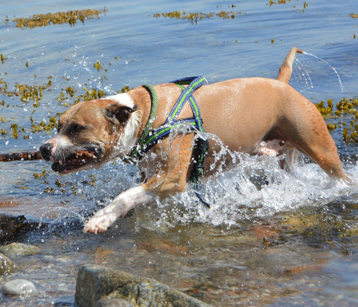 秒懂百科“有没有炸 金花房卡多少钱一张”获取房卡教程-哔哩哔哩