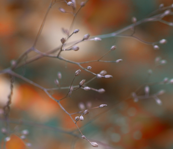 【清明节2023年几月几号农历/2023年清明是哪一天】