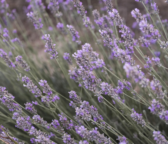健康宝照片周围是紫色:健康宝相框变紫色