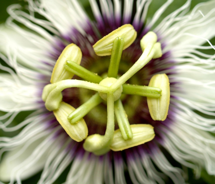 健康宝照片周围是紫色:健康宝相框变紫色