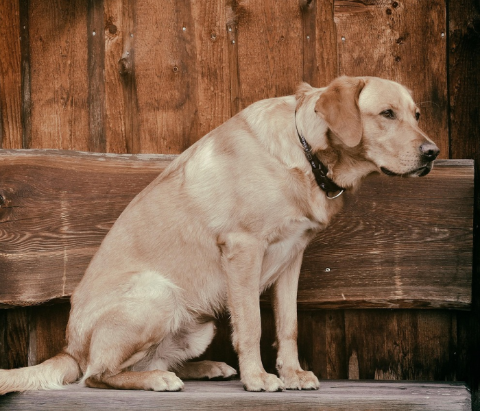 一分钟介绍使用“微信斗牛房卡大概多少钱一张”详细房卡怎么购买教程 一分钟介绍使用“微信斗牛房卡大概多少钱一张”详细房卡怎么购买教程