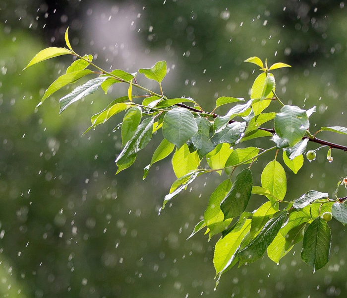 房卡必备教程“微信斗牛房卡大概多少钱一张”详细房卡怎么购买教程