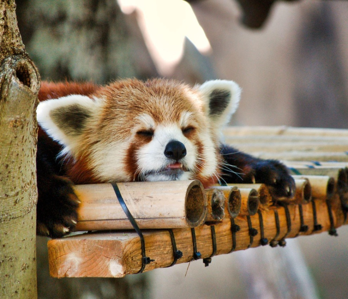 为什么好多人被猫抓不打疫苗是野猫（为什么好多人被猫抓不打疫苗可以吗）