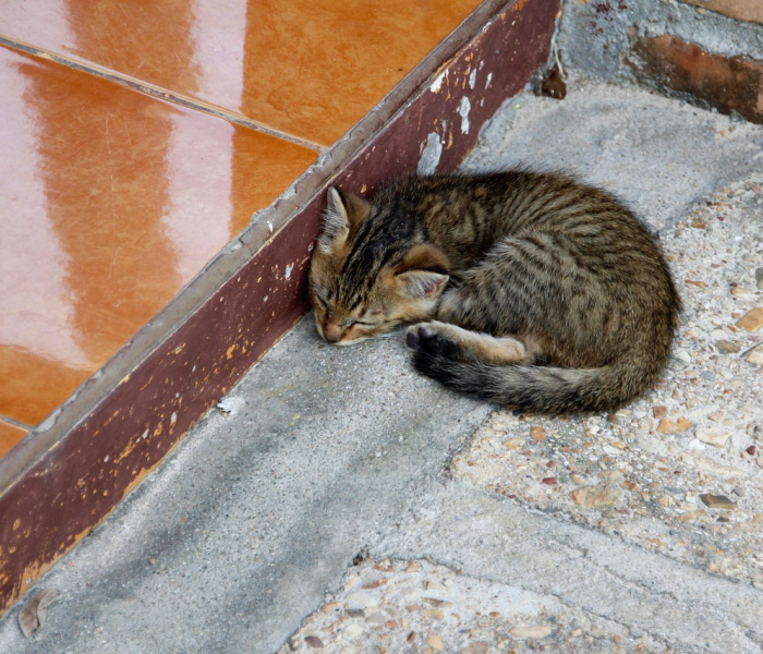 为什么好多人被猫抓不打疫苗是野猫（为什么好多人被猫抓不打疫苗可以吗）