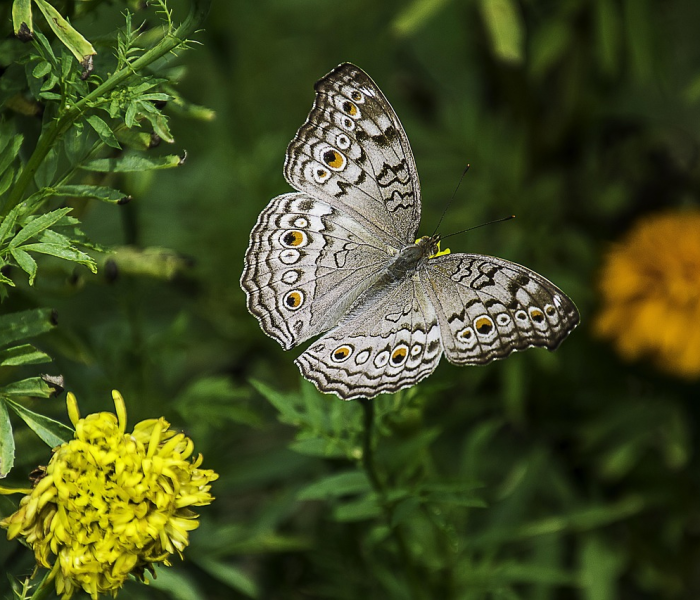 疑似病例患者最多可几人一间病史/疑似病例应当多人单间隔离治疗