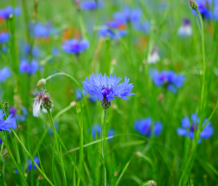 呼市最新疫情动态图/呼市最新疫情动态 呼市最新疫情动态图/呼市最新疫情动态