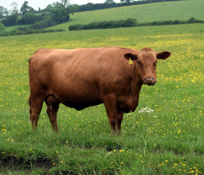 秒懂百科“微信牛牛群房卡怎么弄”详细房卡教程