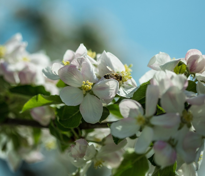 【五月22日是什么日子/五月22日是什么节日】