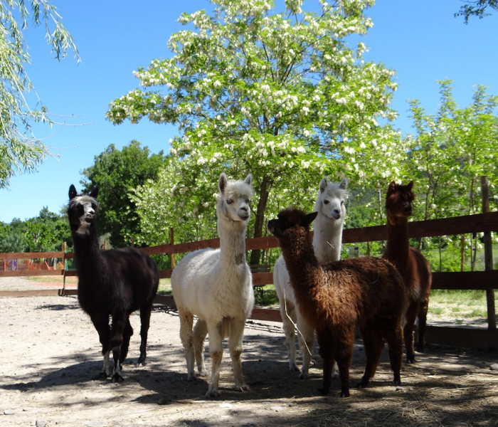 【羊做核酸事件处理结果/羊驼做核酸】