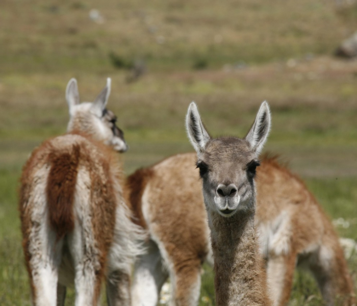 【羊做核酸事件处理结果/羊驼做核酸】