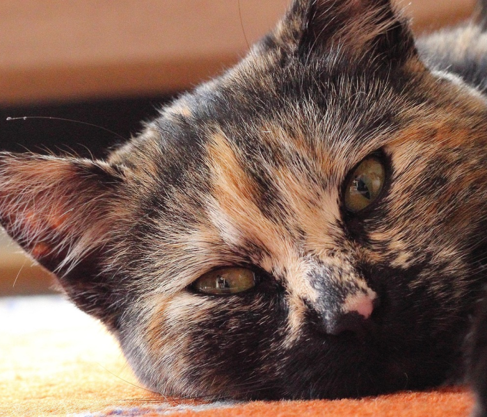 猴孒图片:狨猴种类图片大全